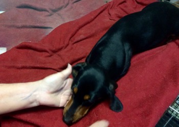 Snickers Female Black and Tan