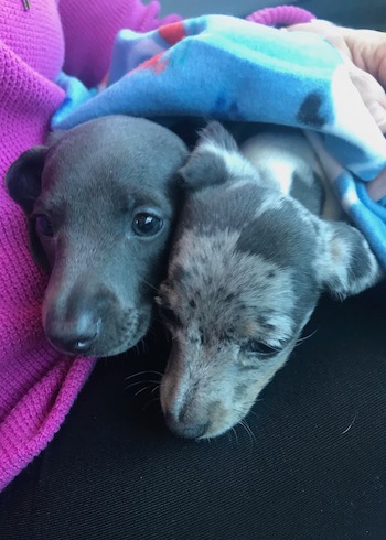 Puppies Going Home